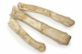 Fossil Running Rhino (Hyracodon) Partial Leg - Nebraska #326411-3